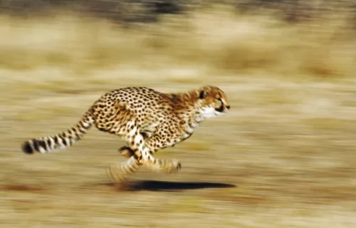 Future Ready Business Needs Speed and Agility