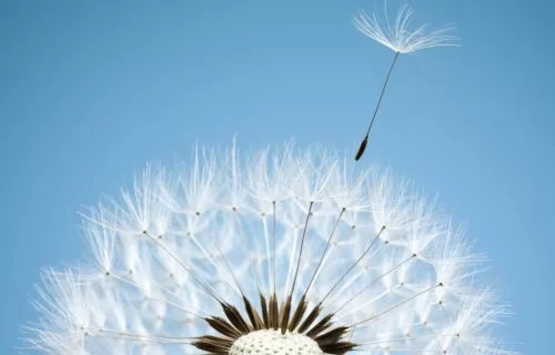 Canon Provides Innovative Approaches To Improve Your BPO Solutions